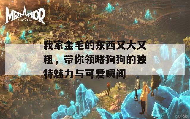 我家金毛的东西又大又粗，带你领略狗狗的独特魅力与可爱瞬间